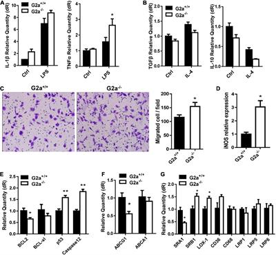 The G2A Receptor Deficiency Aggravates Atherosclerosis in Rats by Regulating Macrophages and Lipid Metabolism